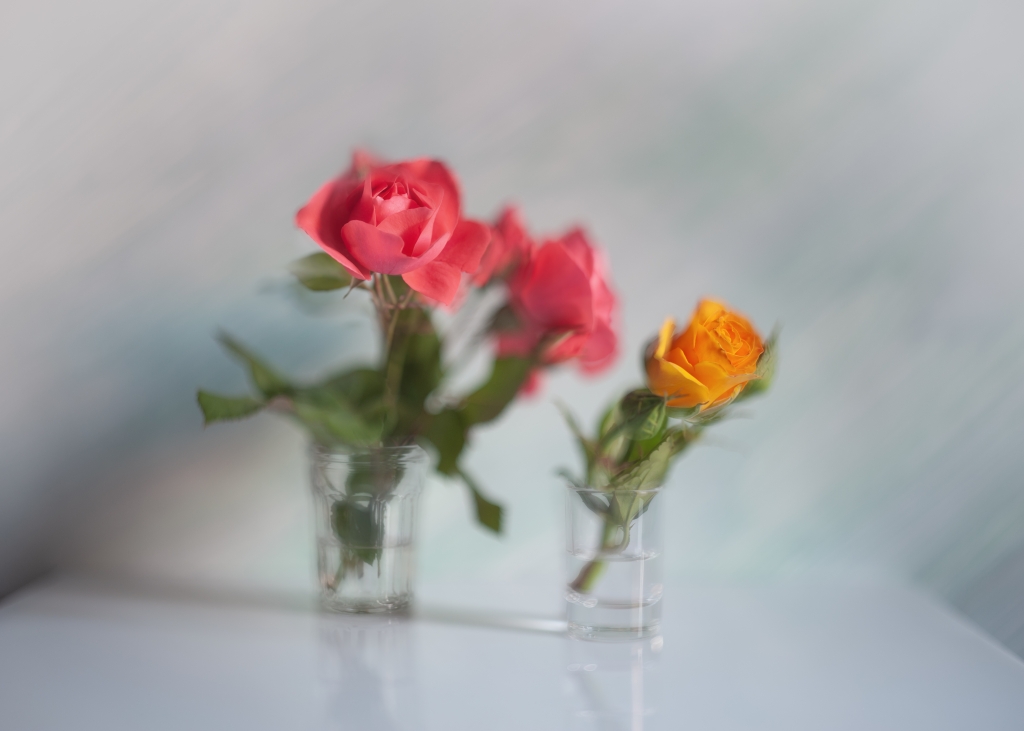 Fantasy with roses in a foggy style