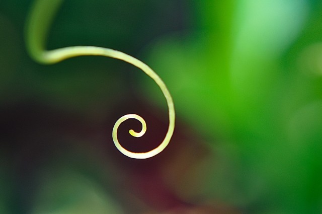 Curve in natura