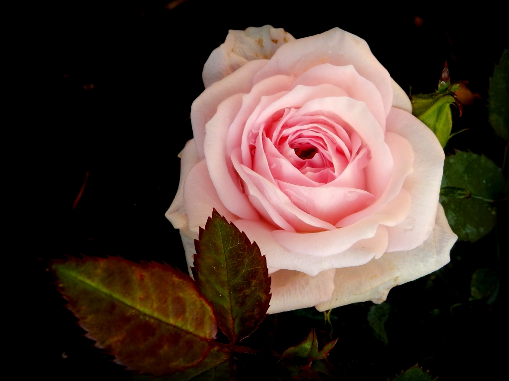 la rosa rosa