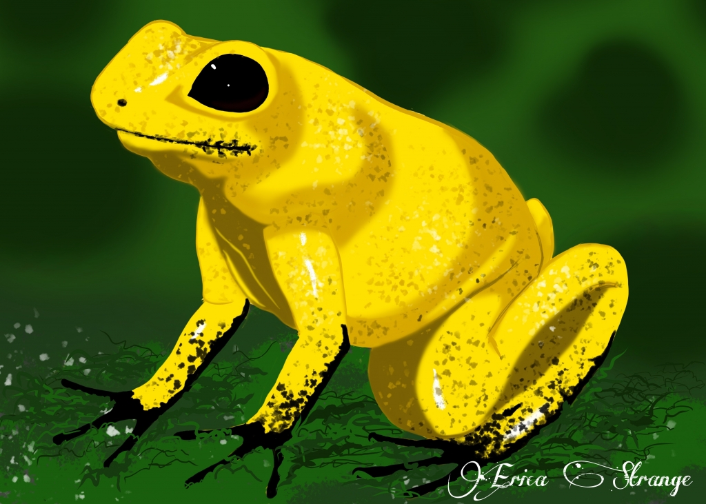 Golden Arrow Frog