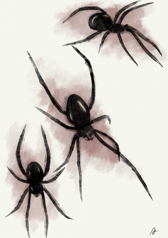 Spiders