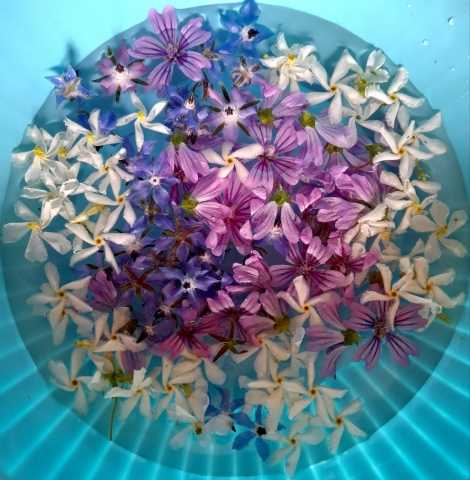 Acqua floreale