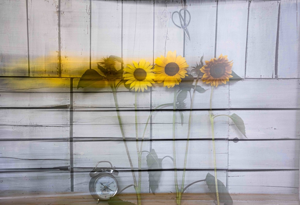 Girasole in arte