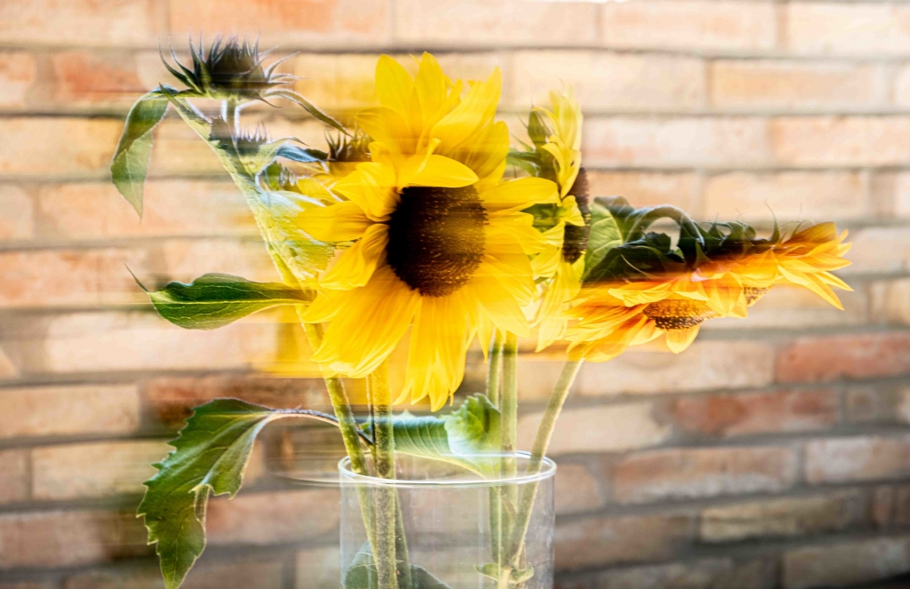 arte e girasoli
