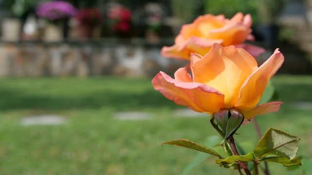 roses rose