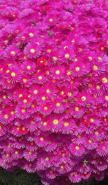 Il colore per l'incanto n.4