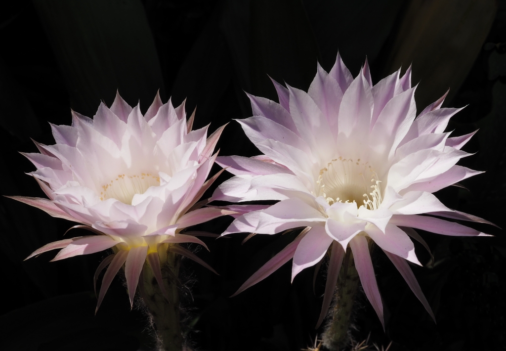 Fioritura pianta di cactus dettagli