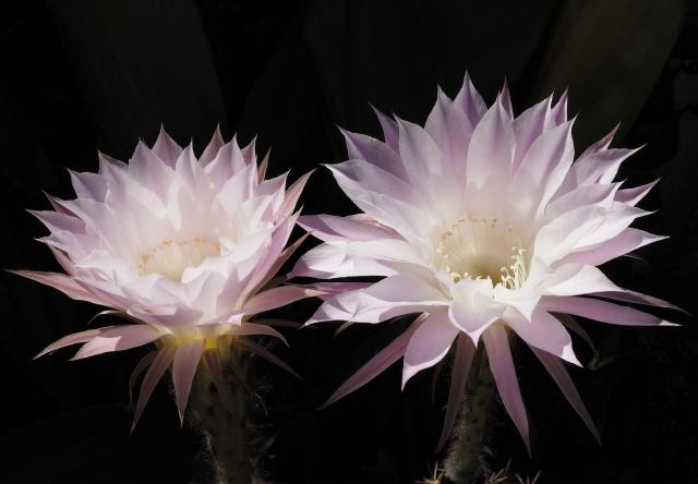 Fioritura pianta di cactus dettagli