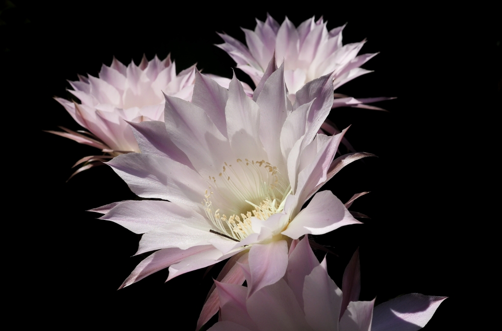 Fioritura pianta di cactus frontale