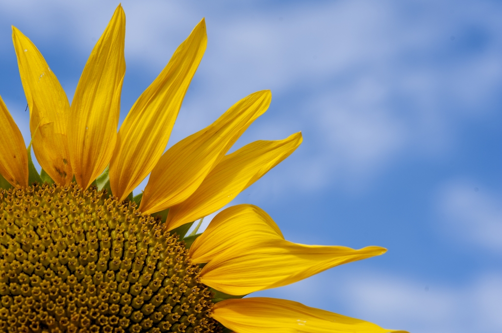 Il girasole ed il cielo