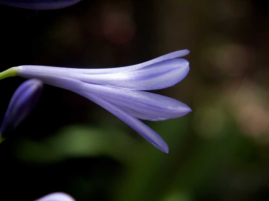Fiore di Agapanthus