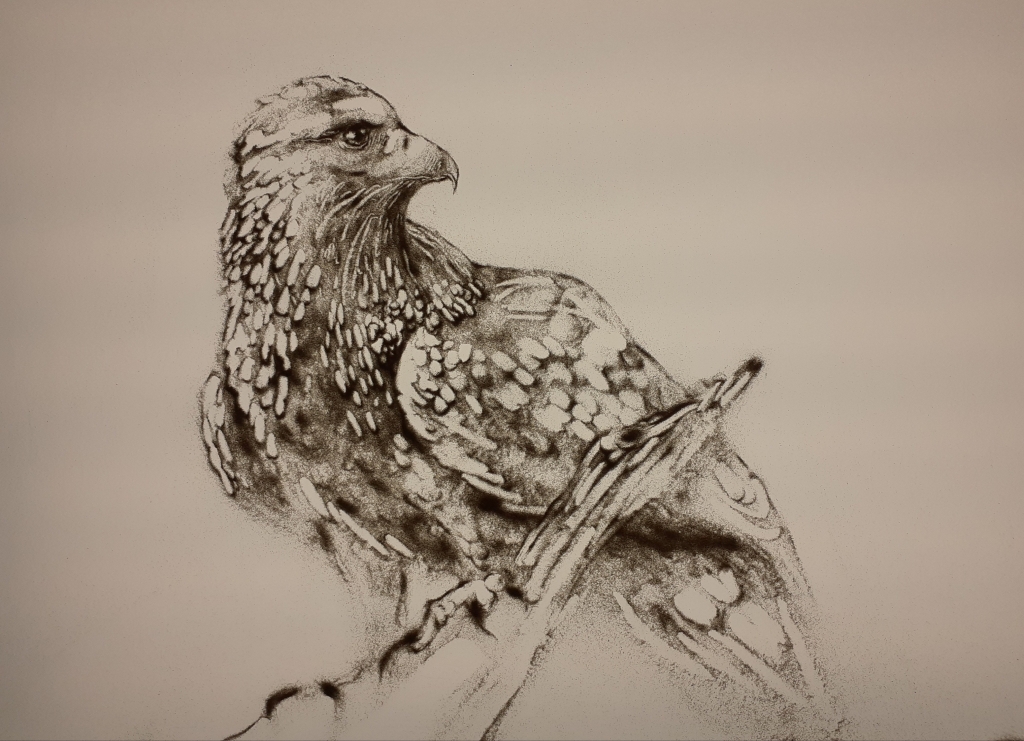 Aquila