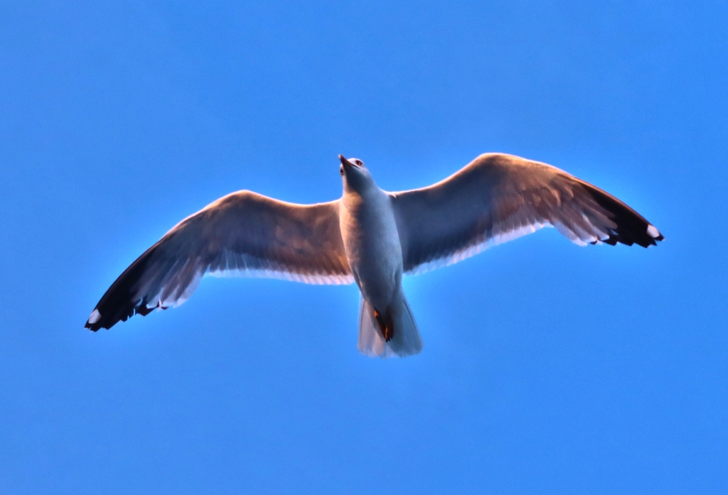 Baciato dal sole