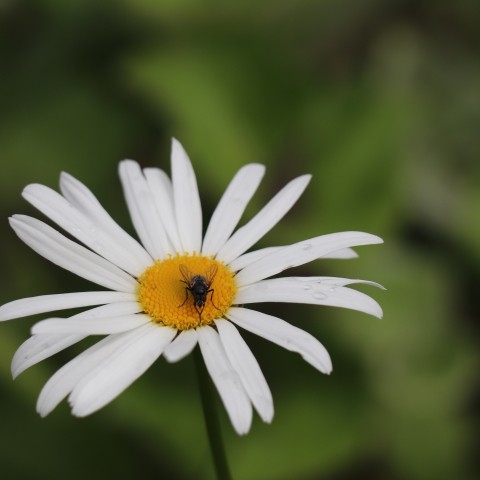 Piccola Mosca