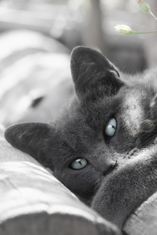 Sguardi
