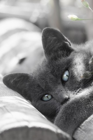 Sguardi