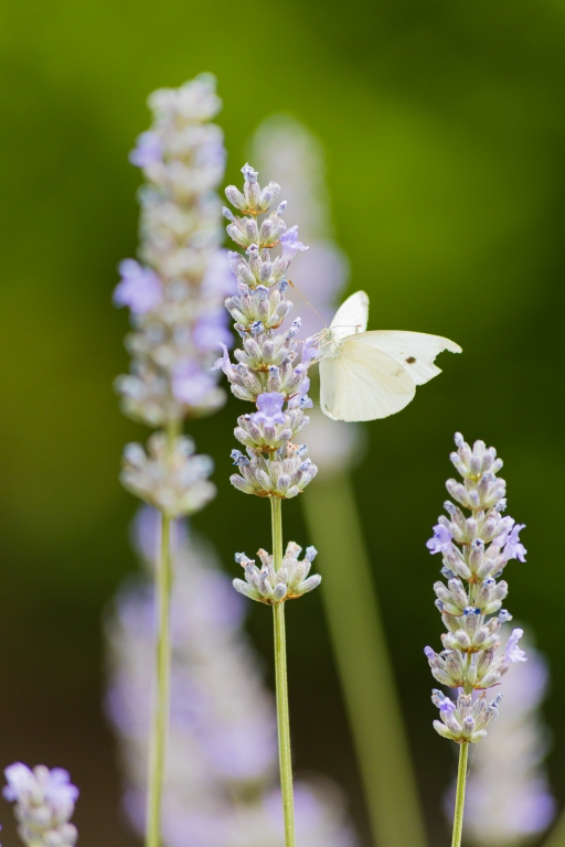 Insetto su un fiore in cerca di nettare