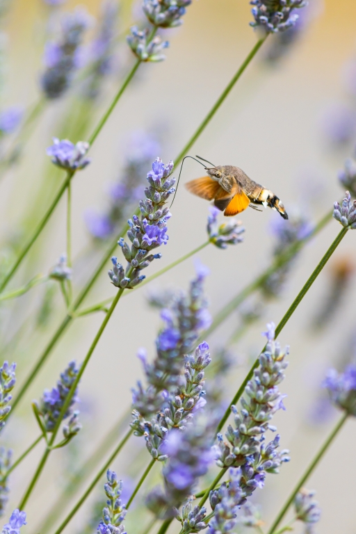 Insetto su un fiore in cerca di nettare