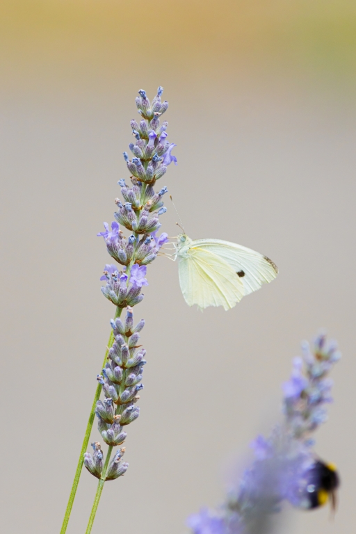 Insetto su un fiore in cerca di nettare