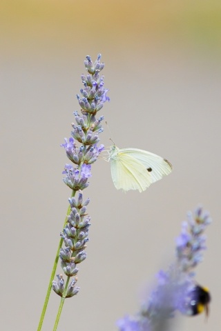 Insetto su un fiore in cerca di nettare