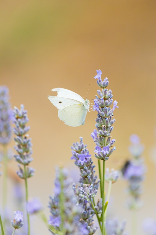 Insetto su un fiore in cerca di nettare