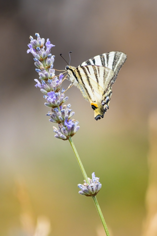 Insetto su un fiore in cerca di nettare
