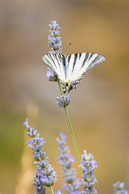 Insetto su un fiore in cerca di nettare