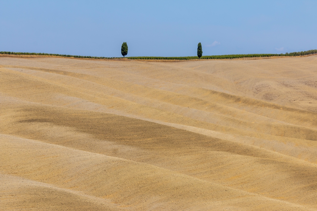 Alberi in Val D Orcia