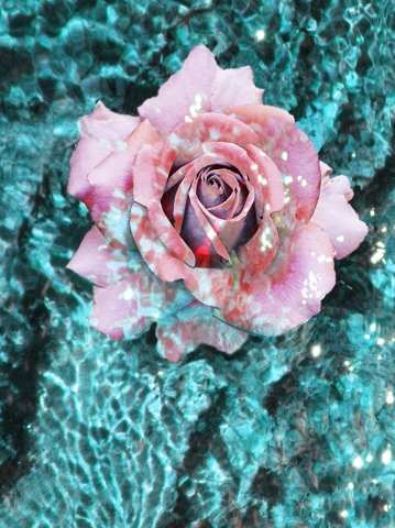 Rosa di mare