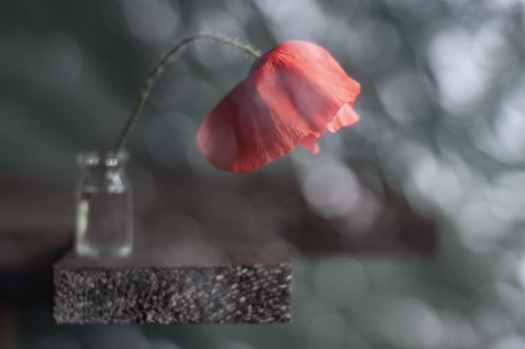 Bokeh with poppy