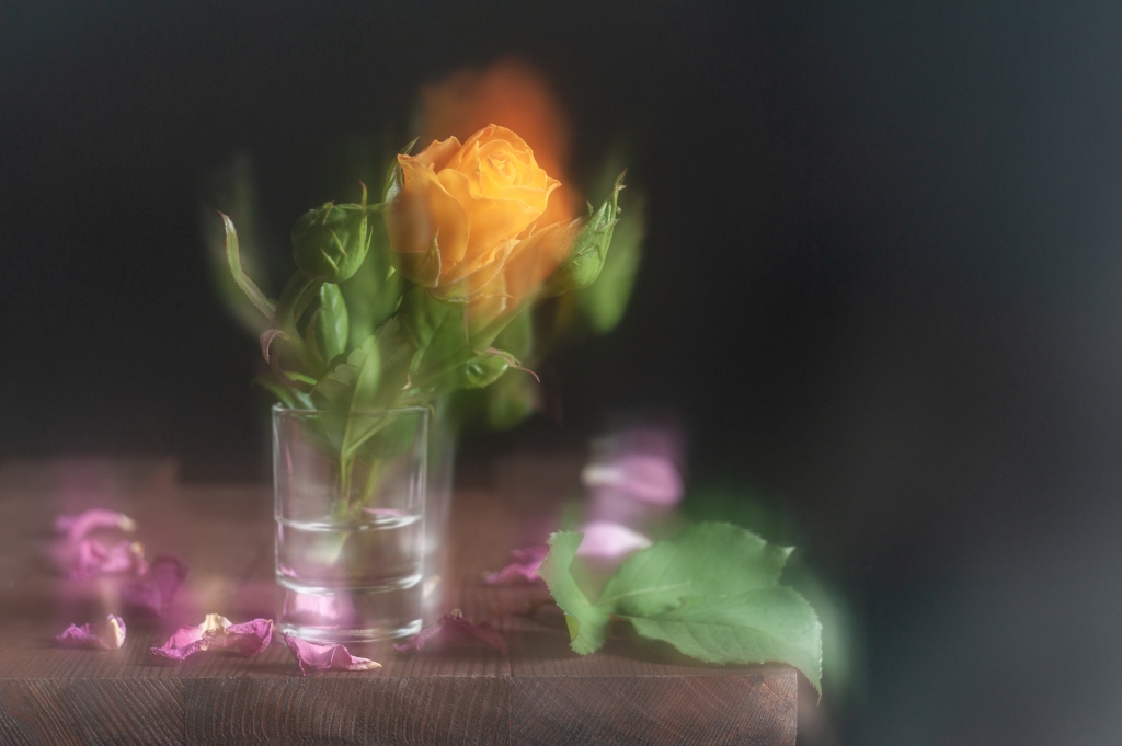 Yellow rose and pink petals