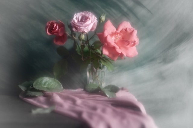 About roses with chiffon