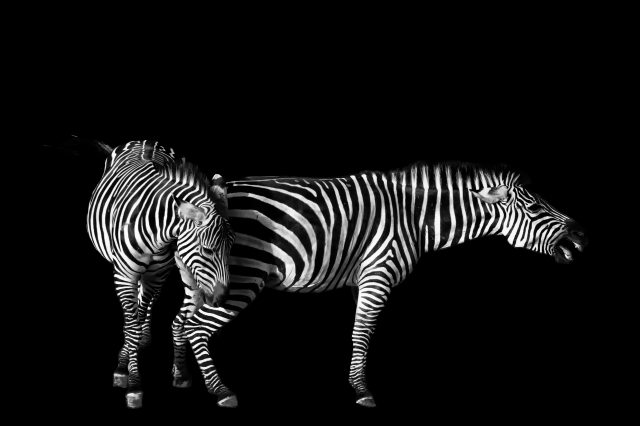 Zebre