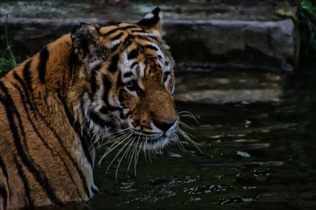 Tigre