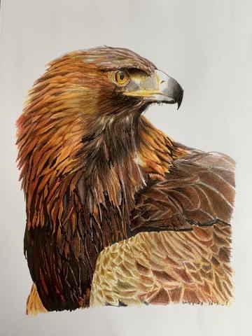 Aquila reale