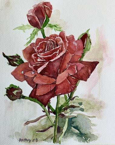 Rose rosse