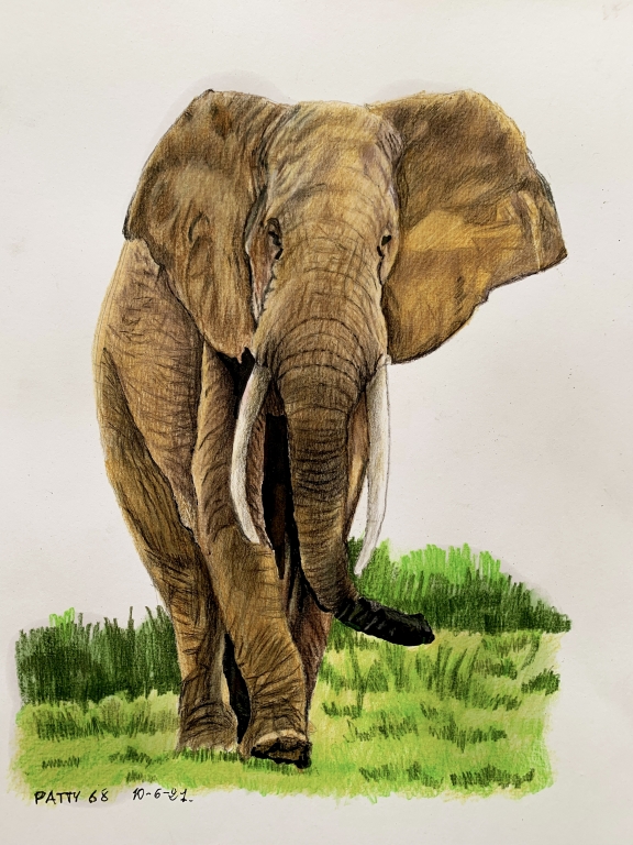 Elefante