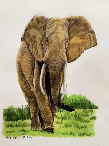 Elefante
