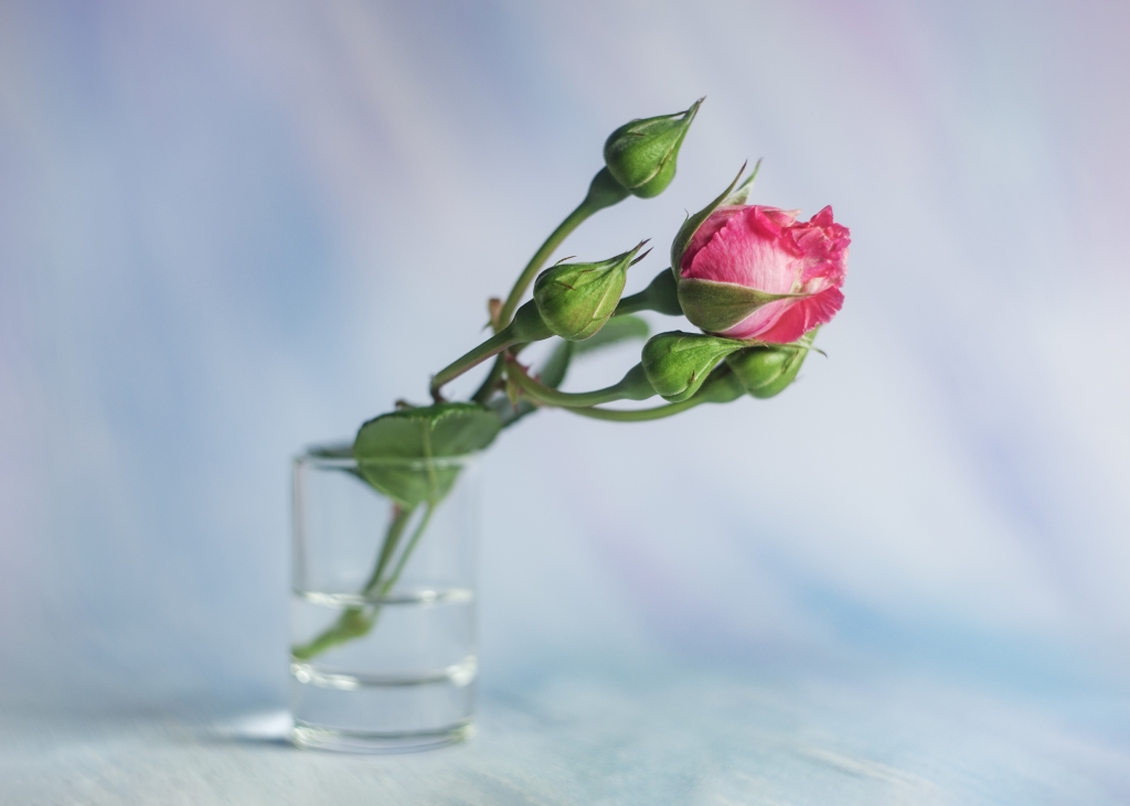The bud has not yet fully opened ...