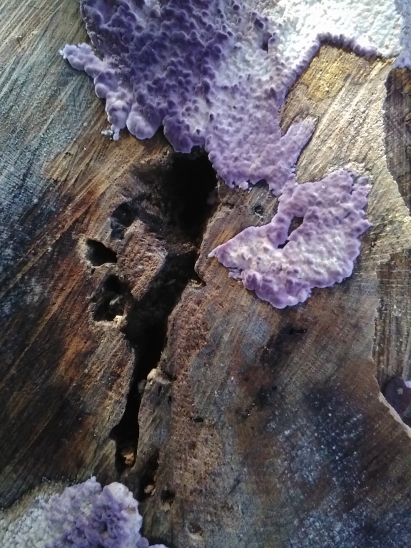 Macchia viola