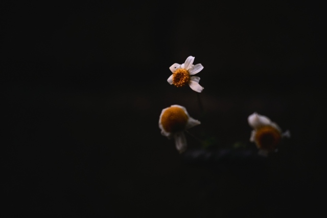 Fiori morenti