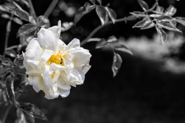 Fiore bianco