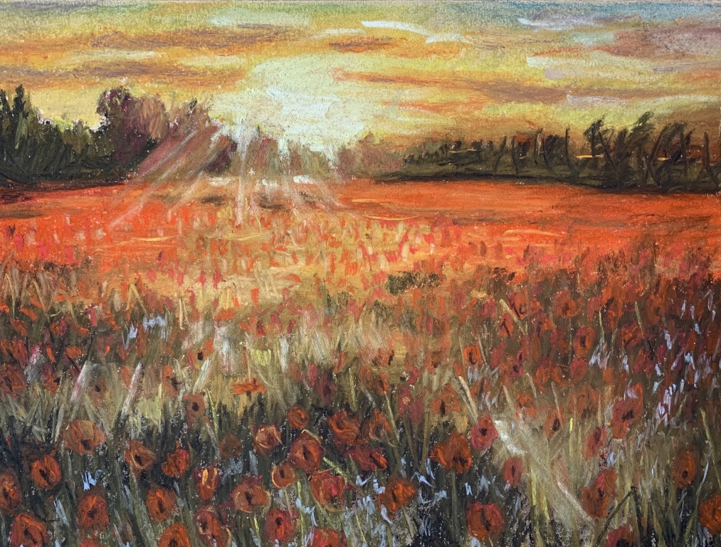 Campo di papaveri al tramonto