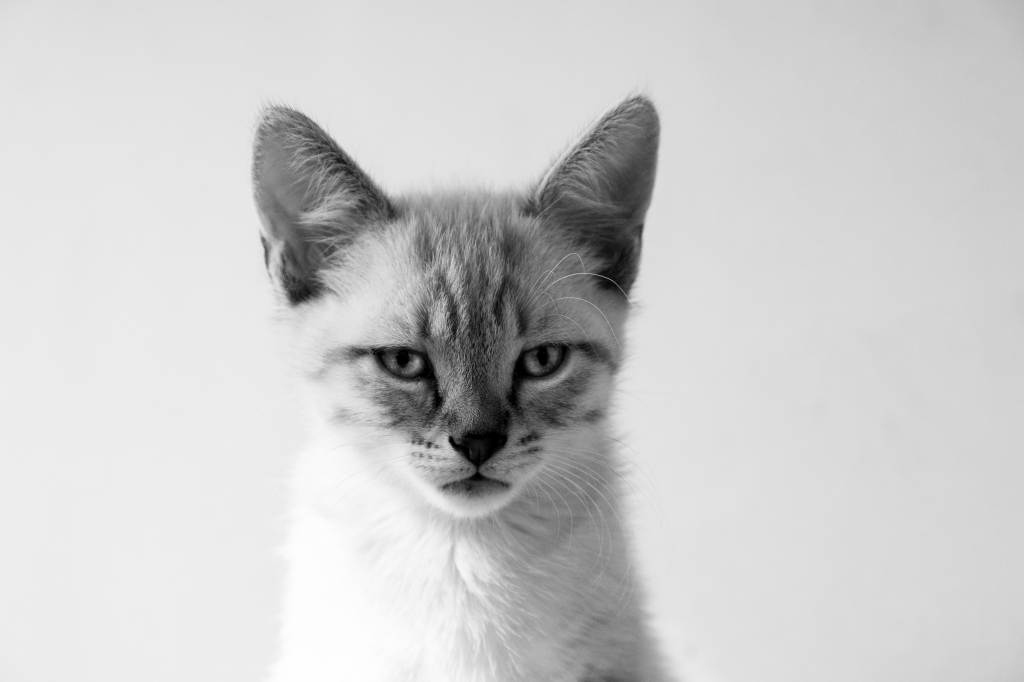 <gattino sospettoso