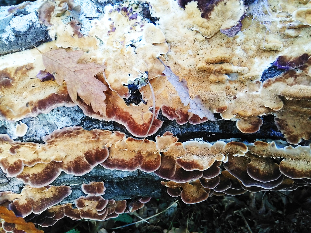 Armonia d'autunno