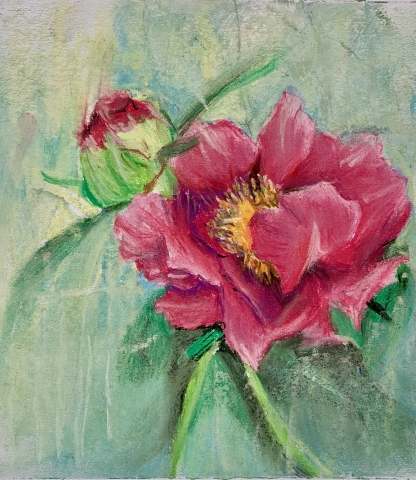 Peonia