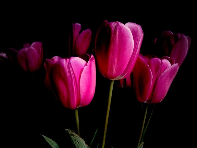 bouquet tulipes