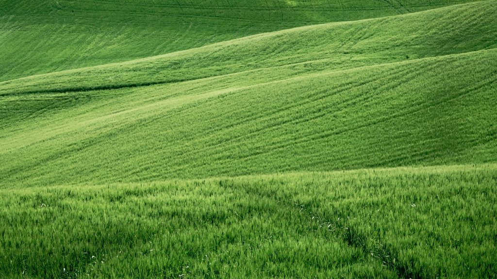 campo di grano ancora verde