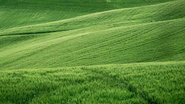 campo di grano ancora verde