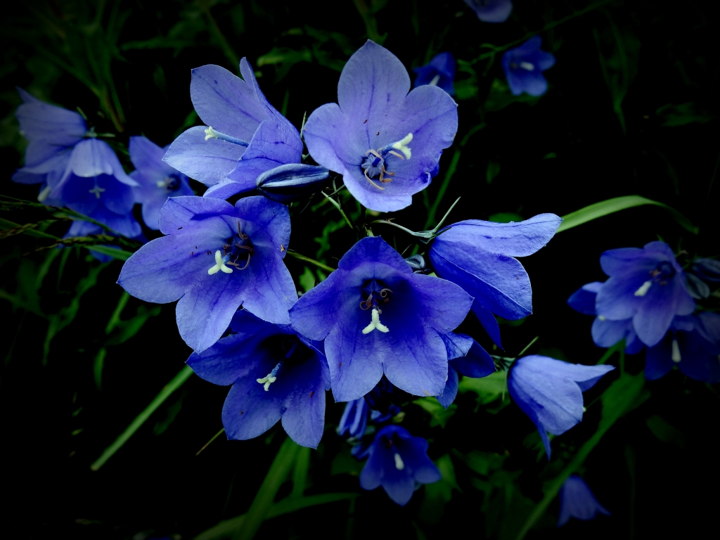 flowers in dark blue